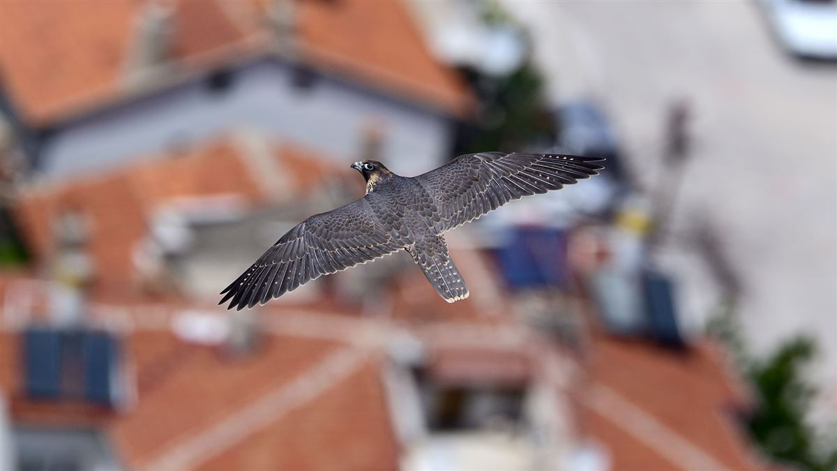 Peregrine Falcon
