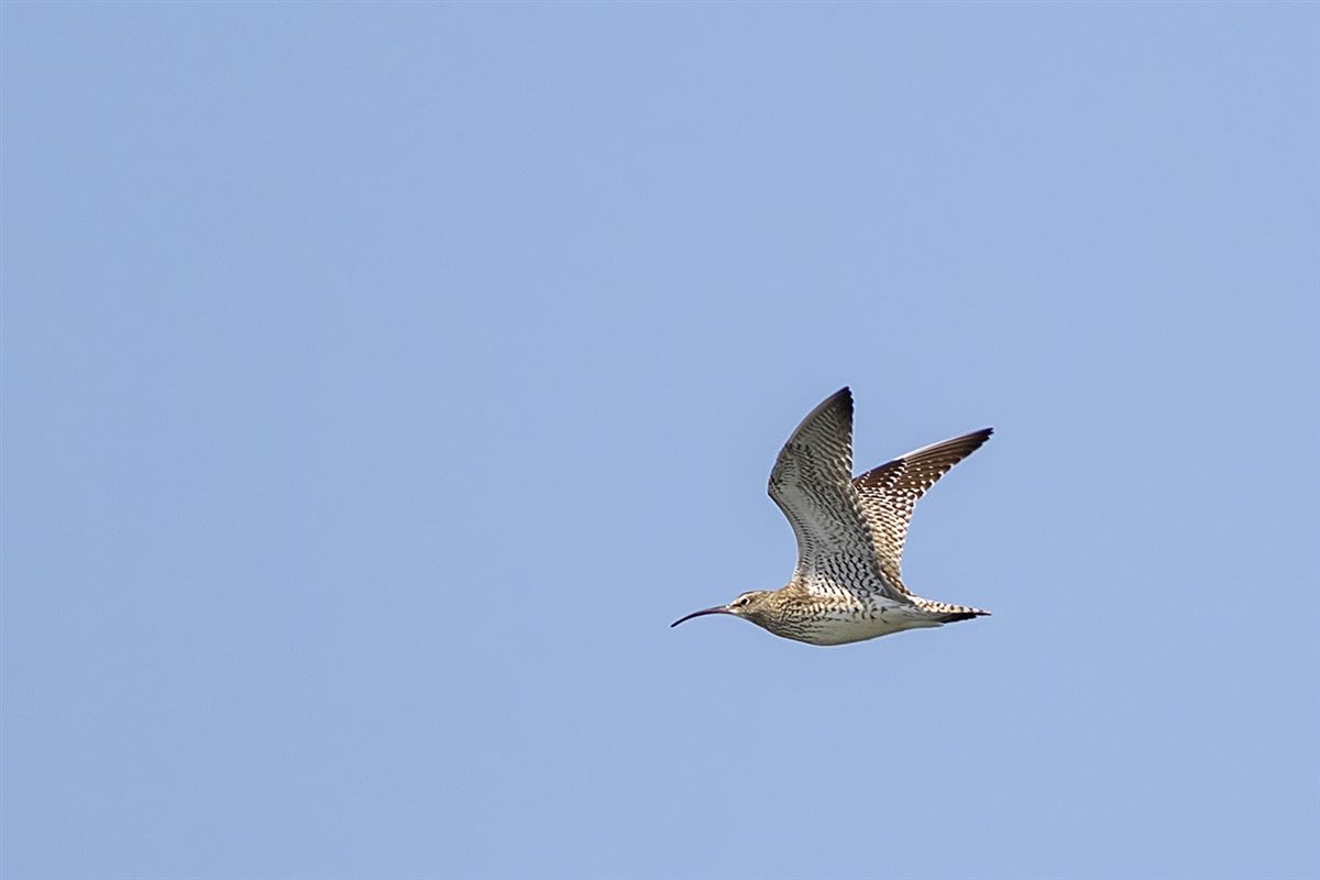 Sürmeli Kervançulluğu