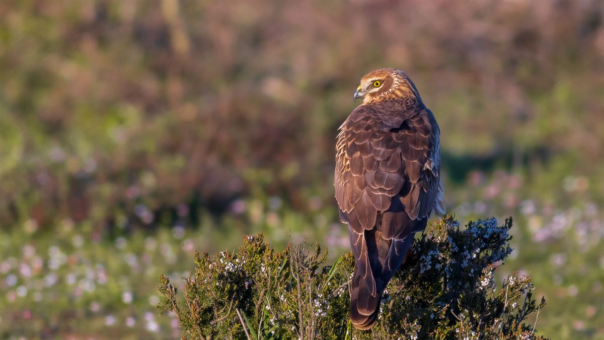 Pallid Harrier