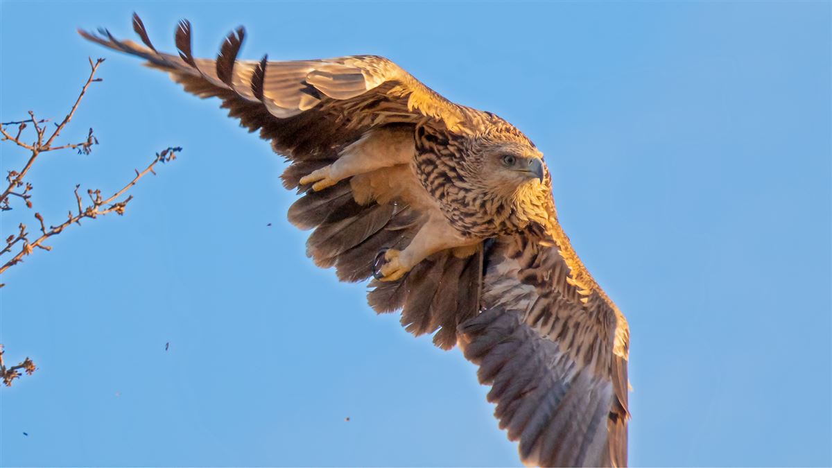Eastern Imperial Eagle