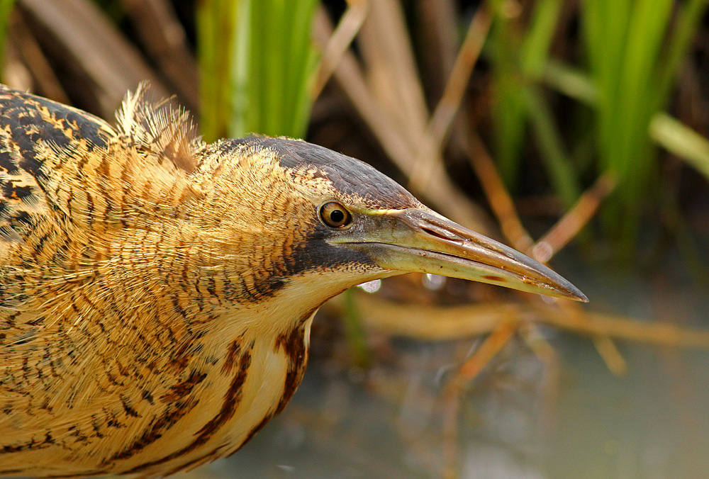 Eurasian Bittern