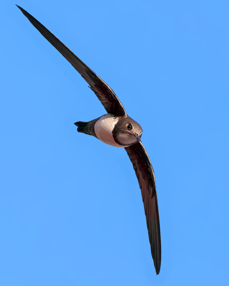 Akkarınlı Ebabil