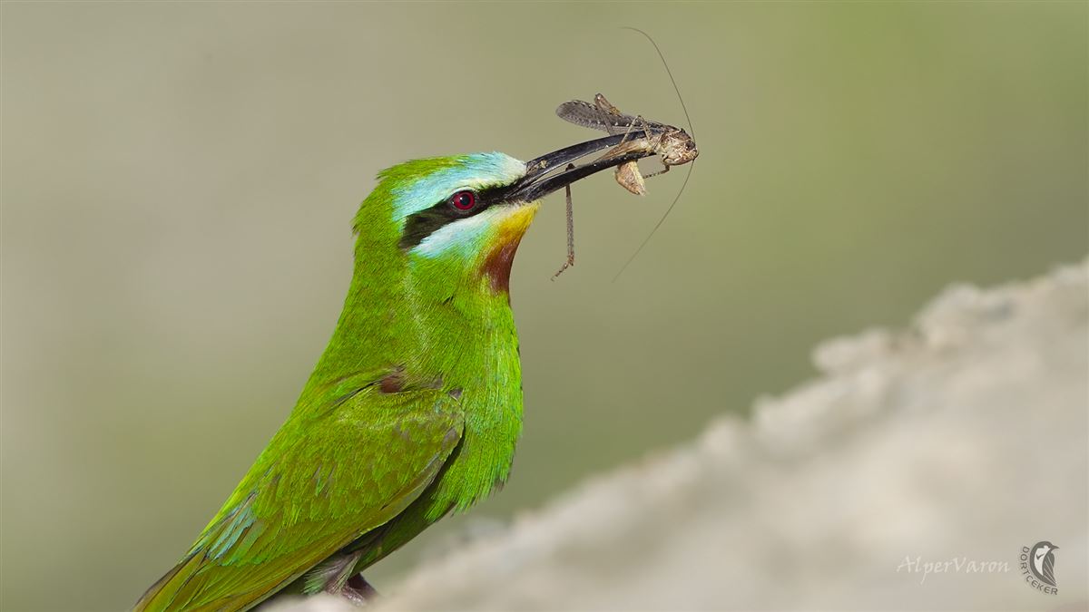 Blue-cheeked Bee-eater