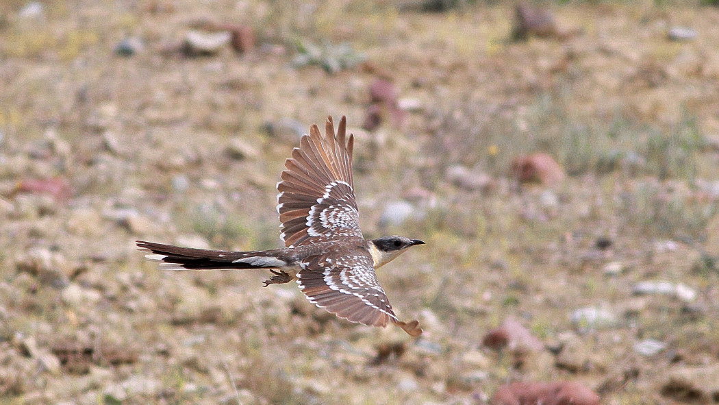 Great Spotted Cuckoo