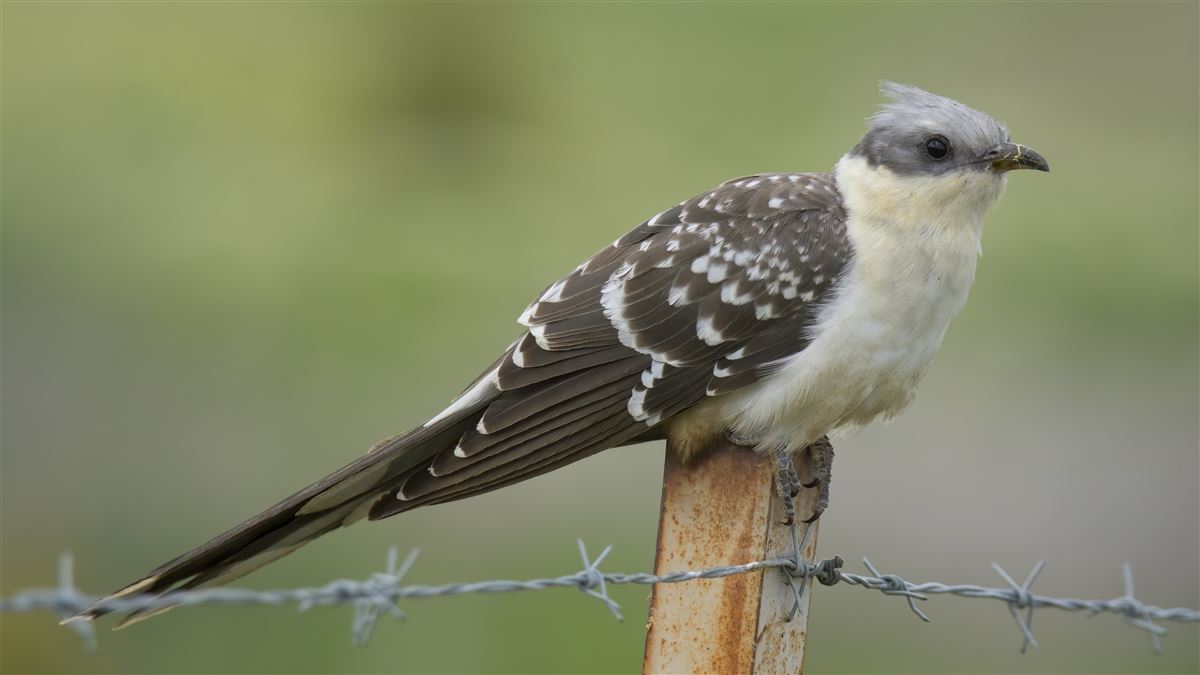 Great Spotted Cuckoo