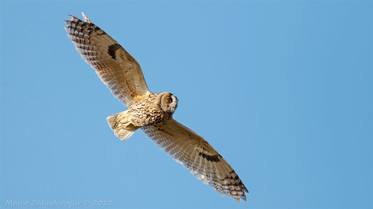 Long-eared Owl