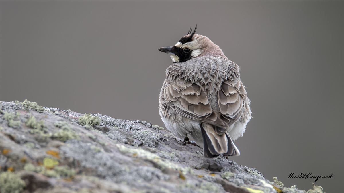 Horned Lark