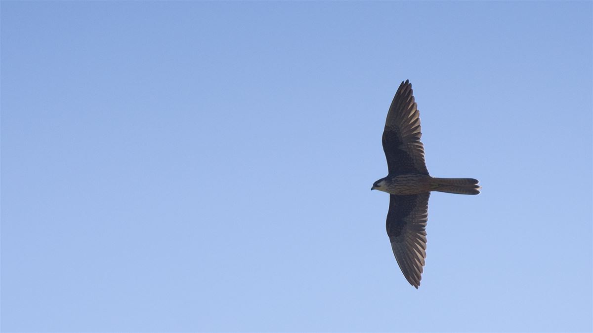 Eleonora`s Falcon