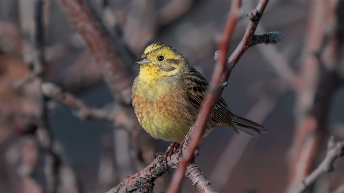 Yellowhammer