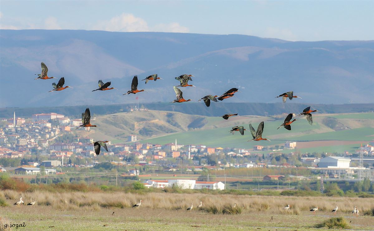 Çeltikçi