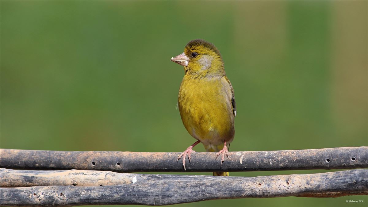 European Greenfinch