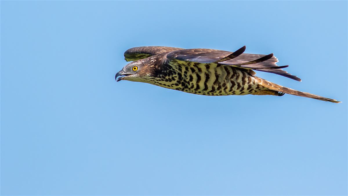 European Honey Buzzard