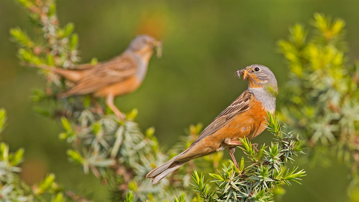 Cretzschmar`s Bunting