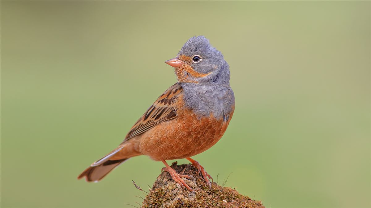 Cretzschmar`s Bunting