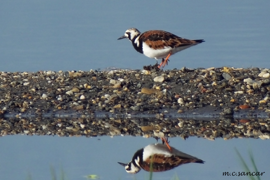 Ruddy Turnstone