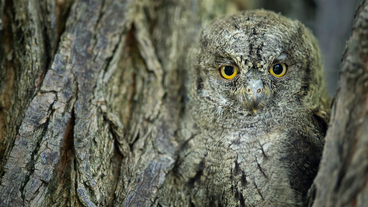 Eurasian Scops Owl