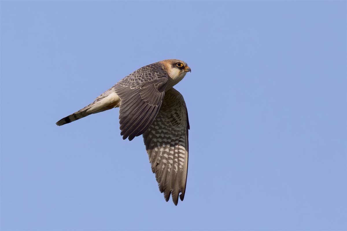 Red-footed Falcon