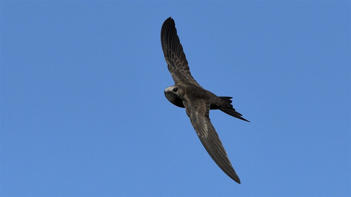 Pallid Swift