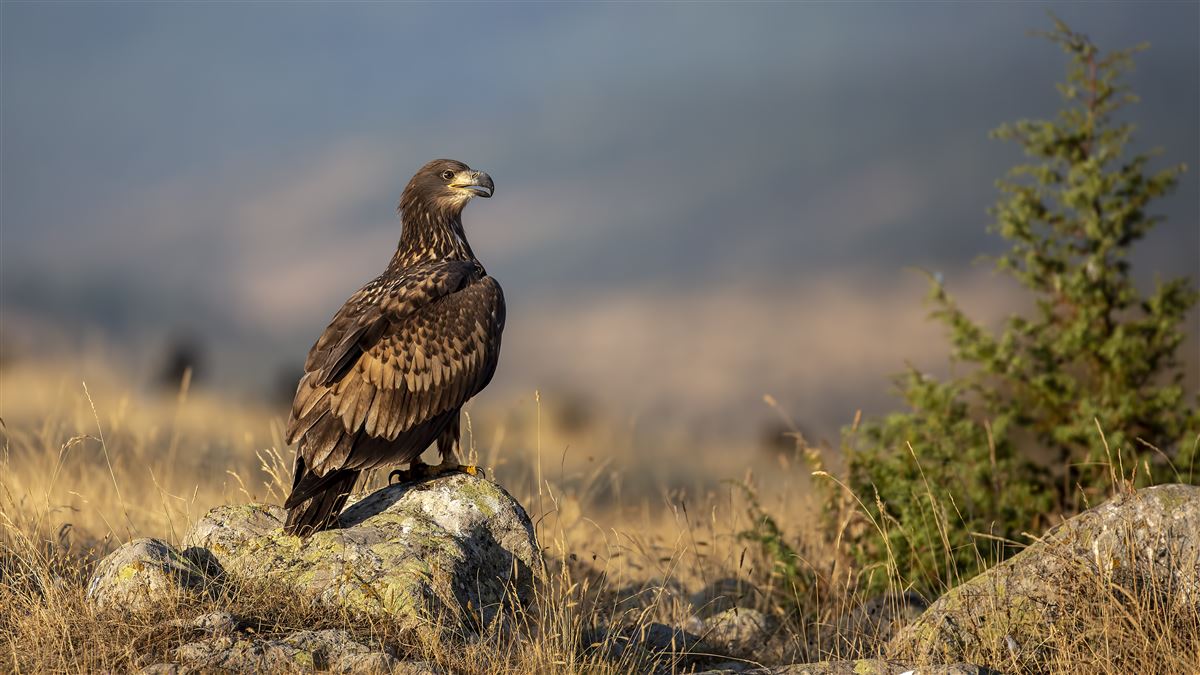 Akkuyruklu Kartal