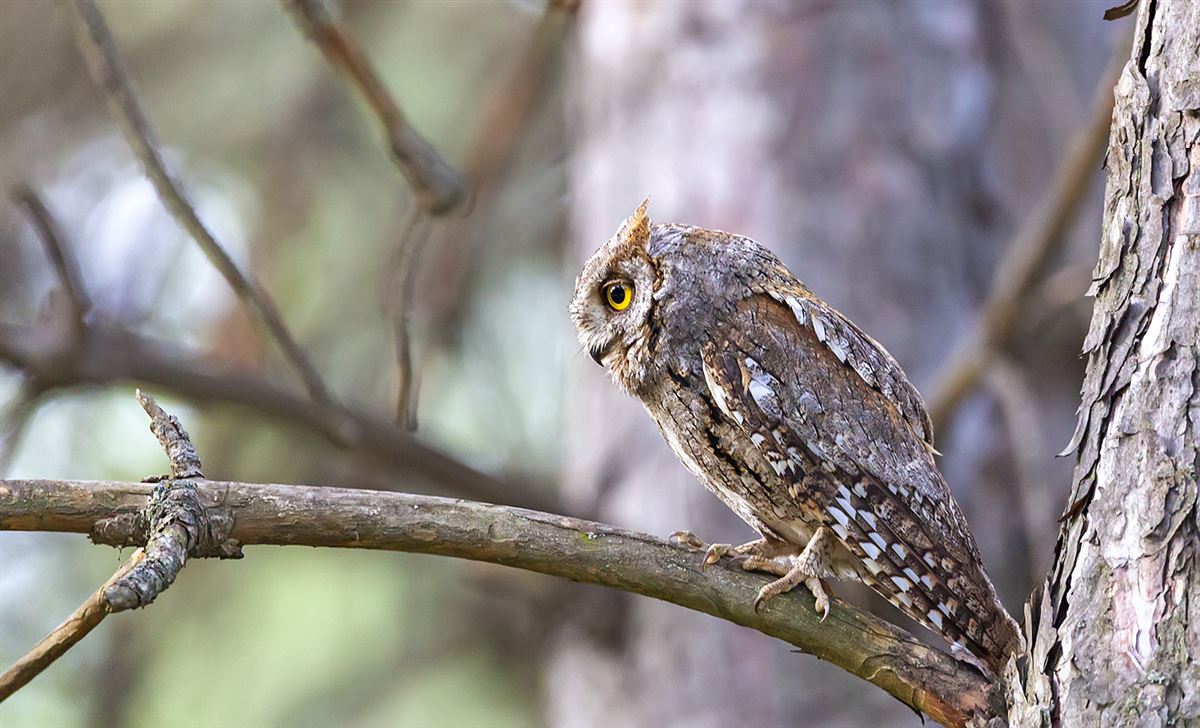 Eurasian Scops Owl
