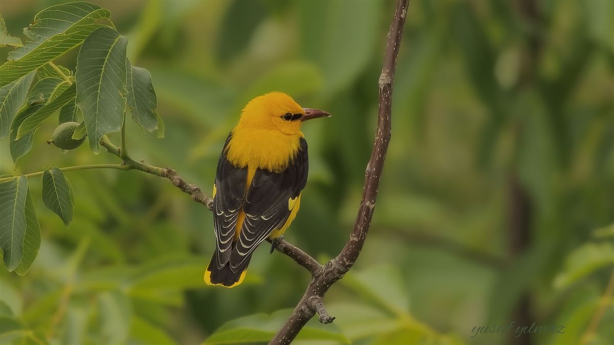 Eurasian Golden Oriole