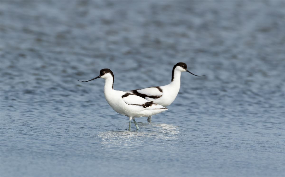 Pied Avocet