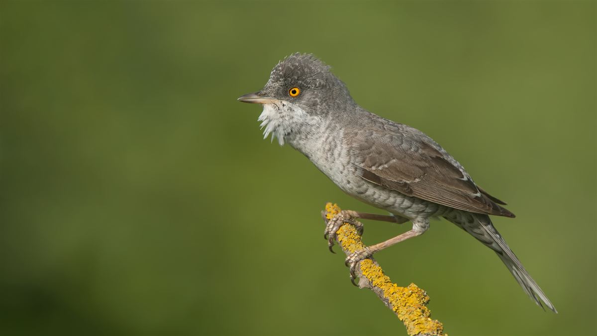 Barred Warbler
