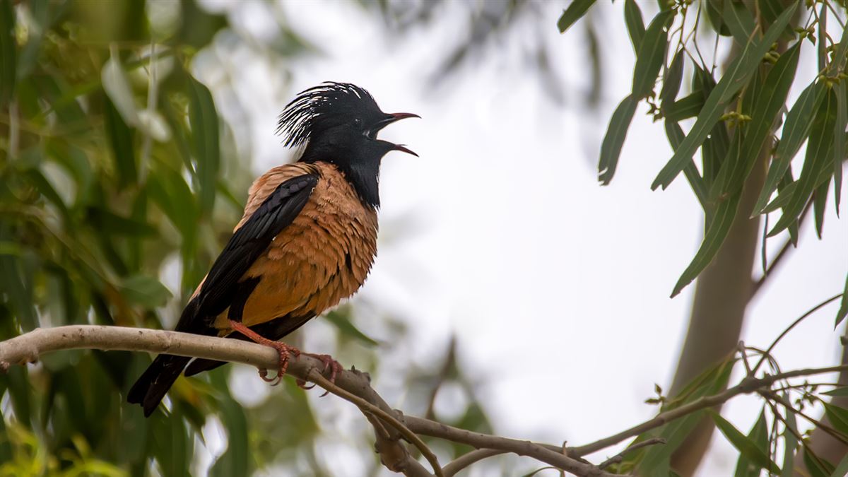 Rosy Starling