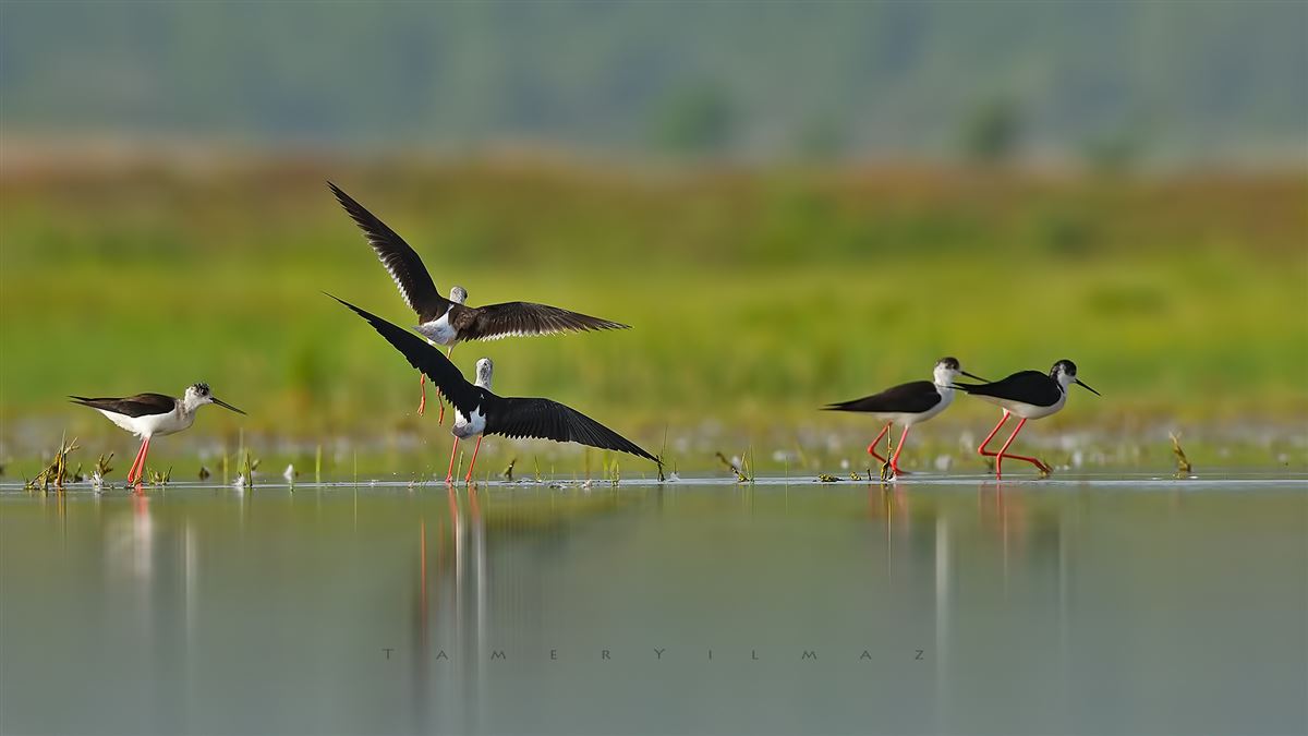 Black-winged Stilt