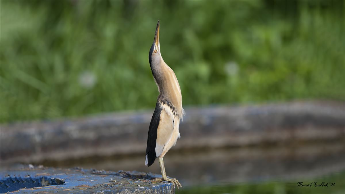 Little Bittern
