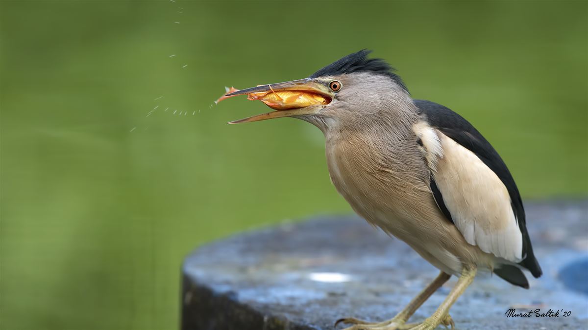 Little Bittern