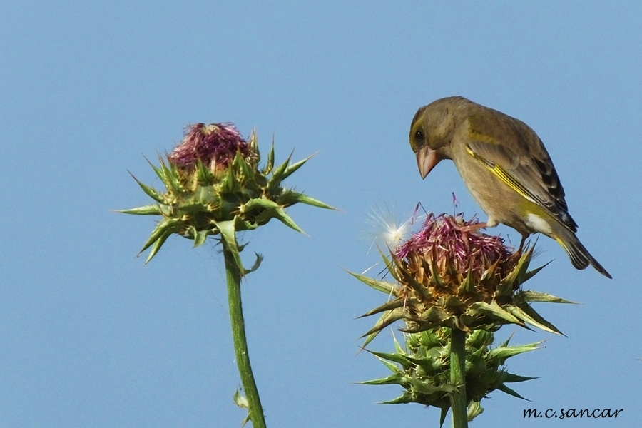 European Greenfinch
