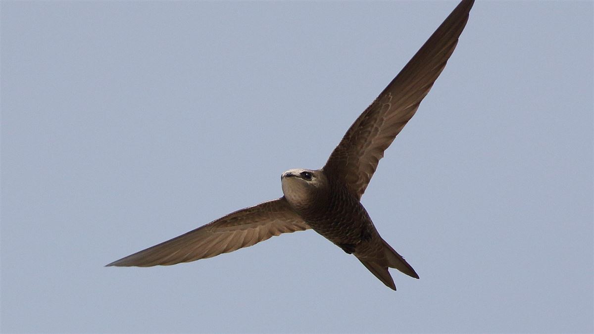 Pallid Swift
