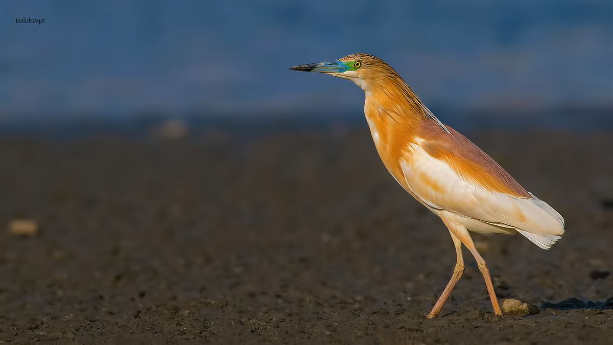 Squacco Heron