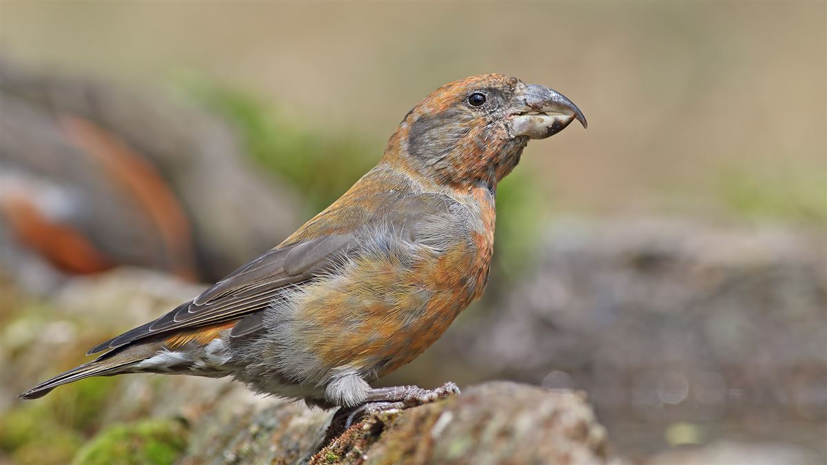 Red Crossbill