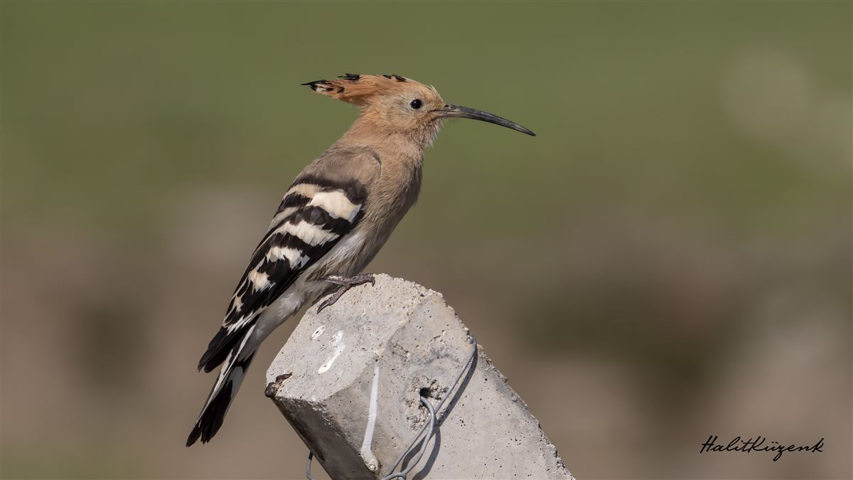 Eurasian Hoopoe