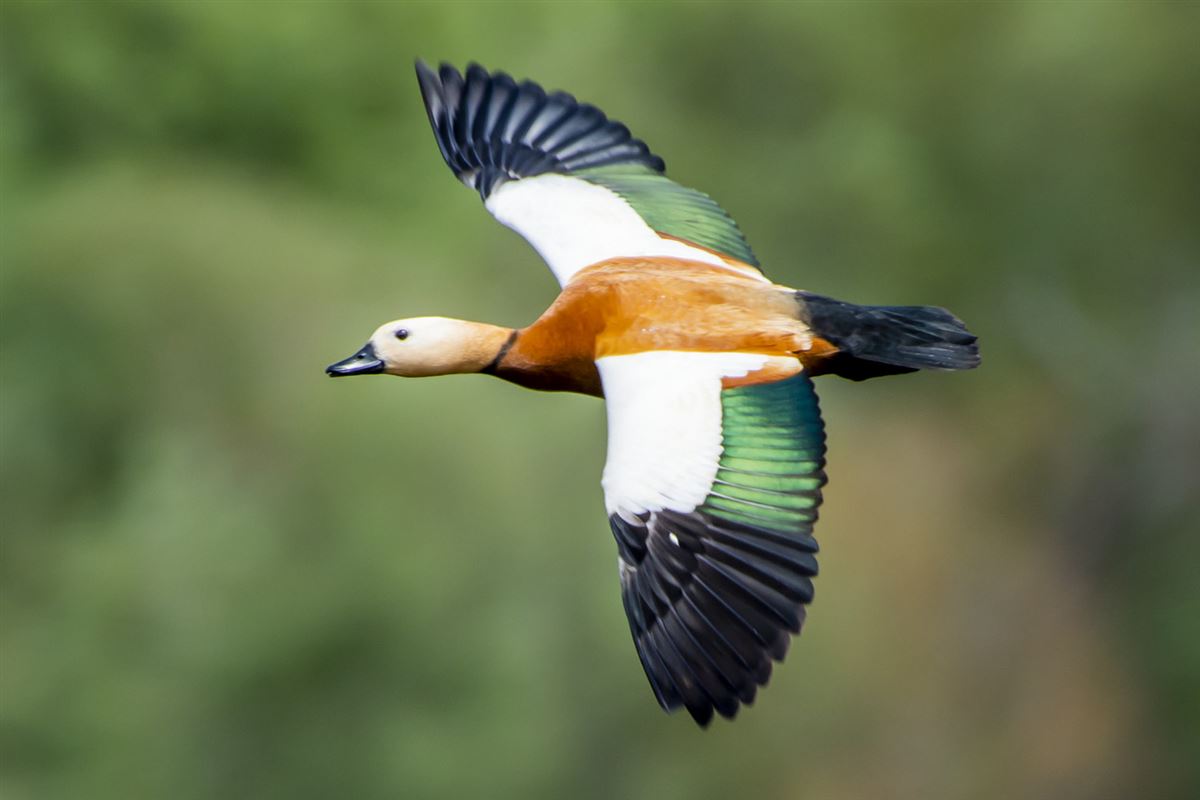 Ruddy Shelduck
