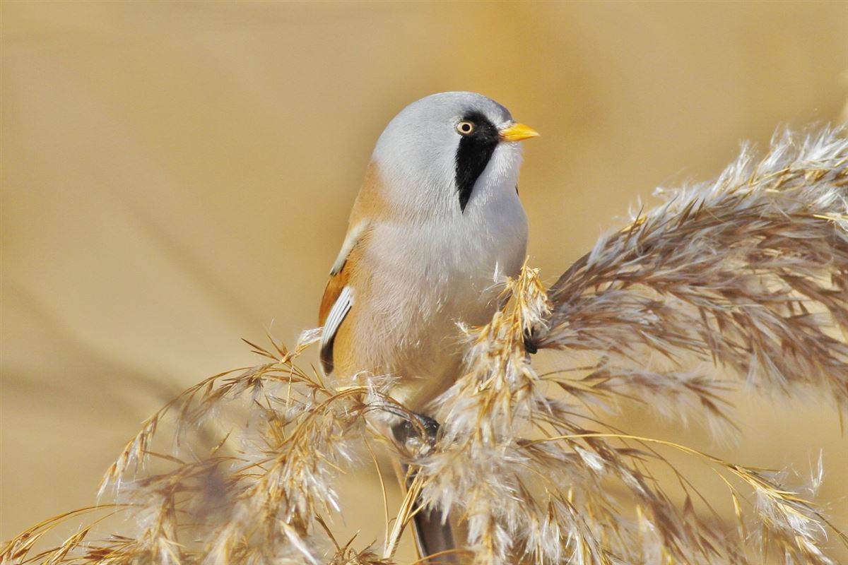 Bearded Reedling
