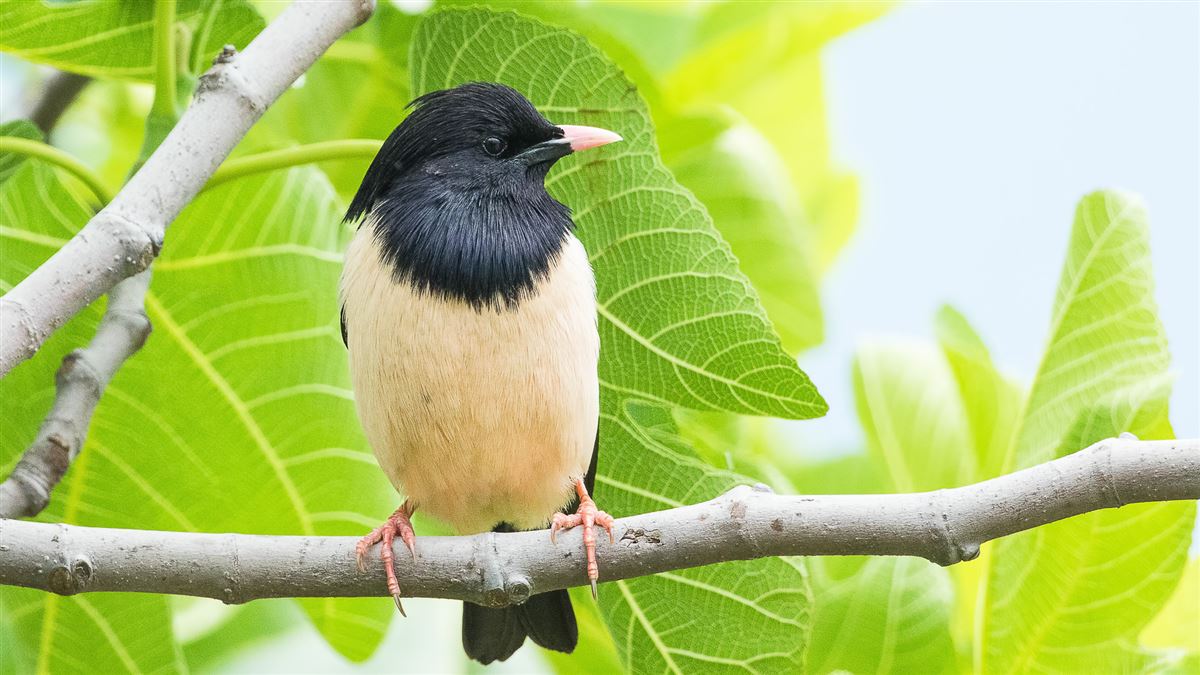 Rosy Starling