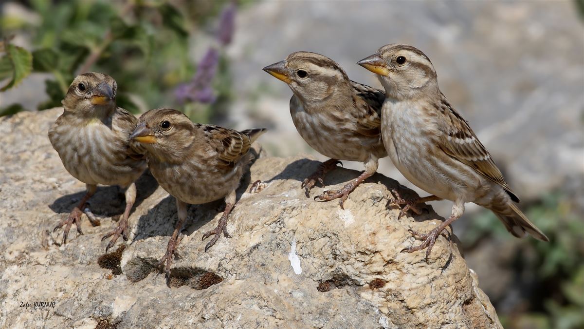 Kaya Serçesi
