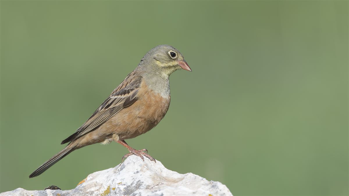 Ortolan Bunting
