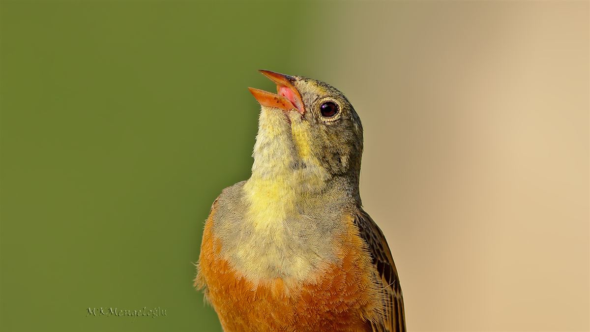 Ortolan Bunting
