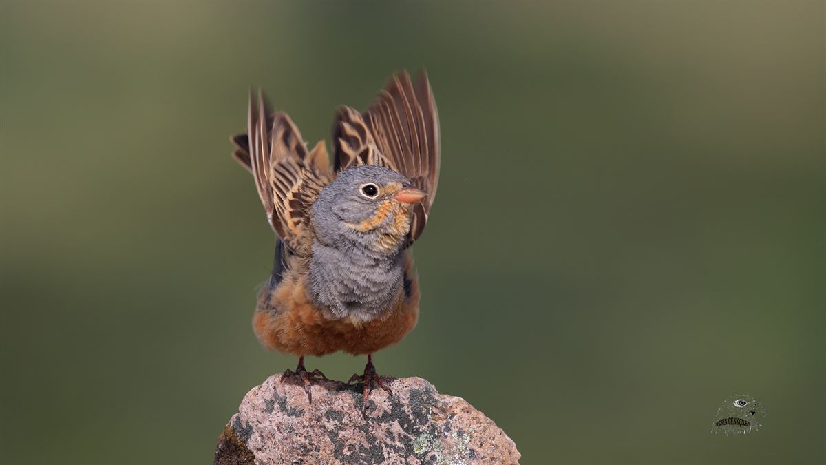 Cretzschmar`s Bunting