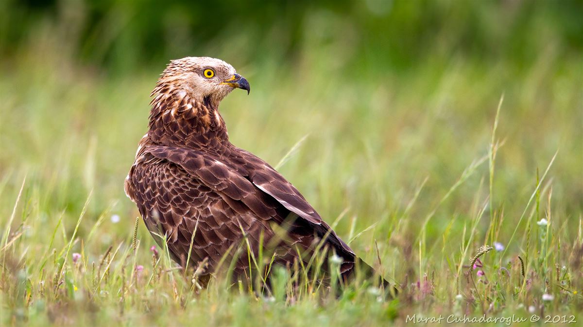 European Honey Buzzard