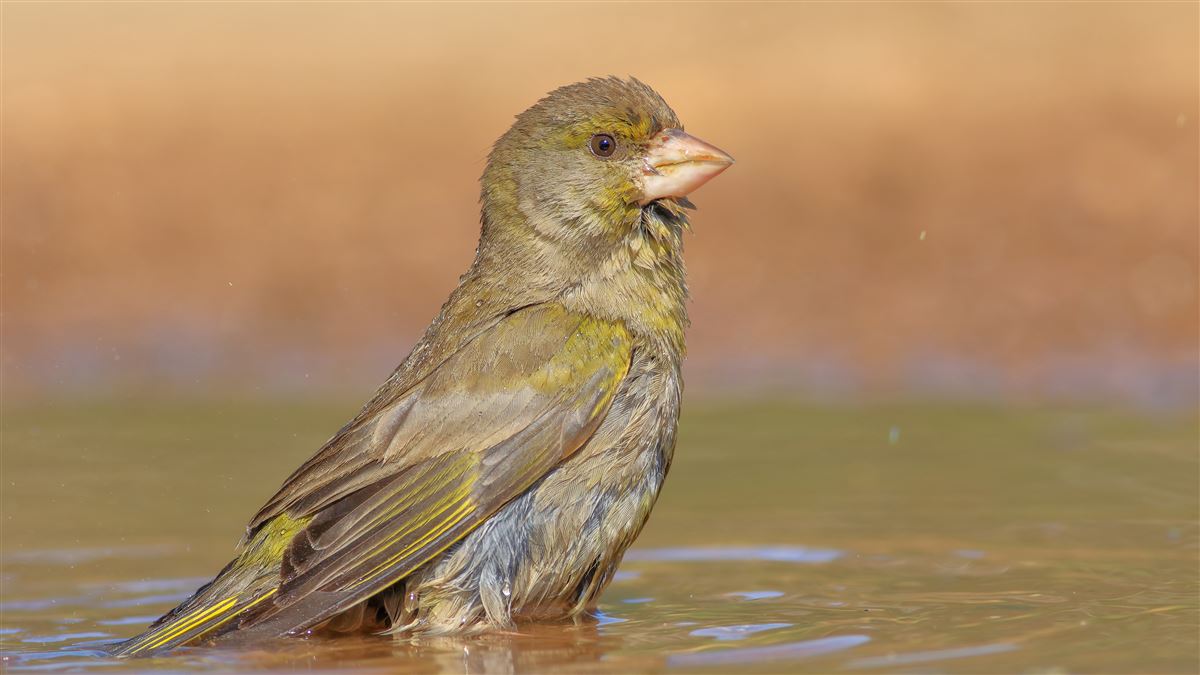 European Greenfinch