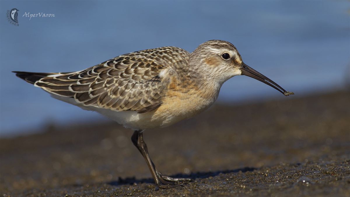 Curlew Sandpiper
