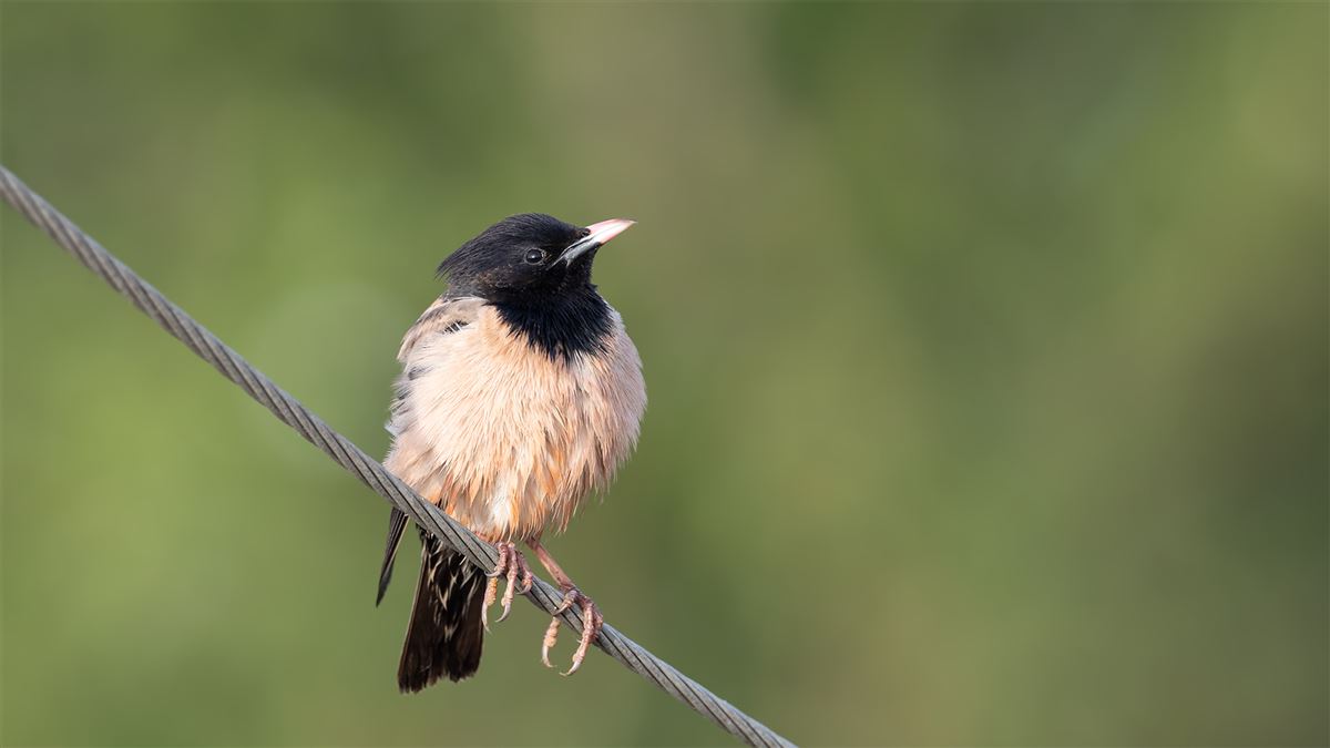 Rosy Starling