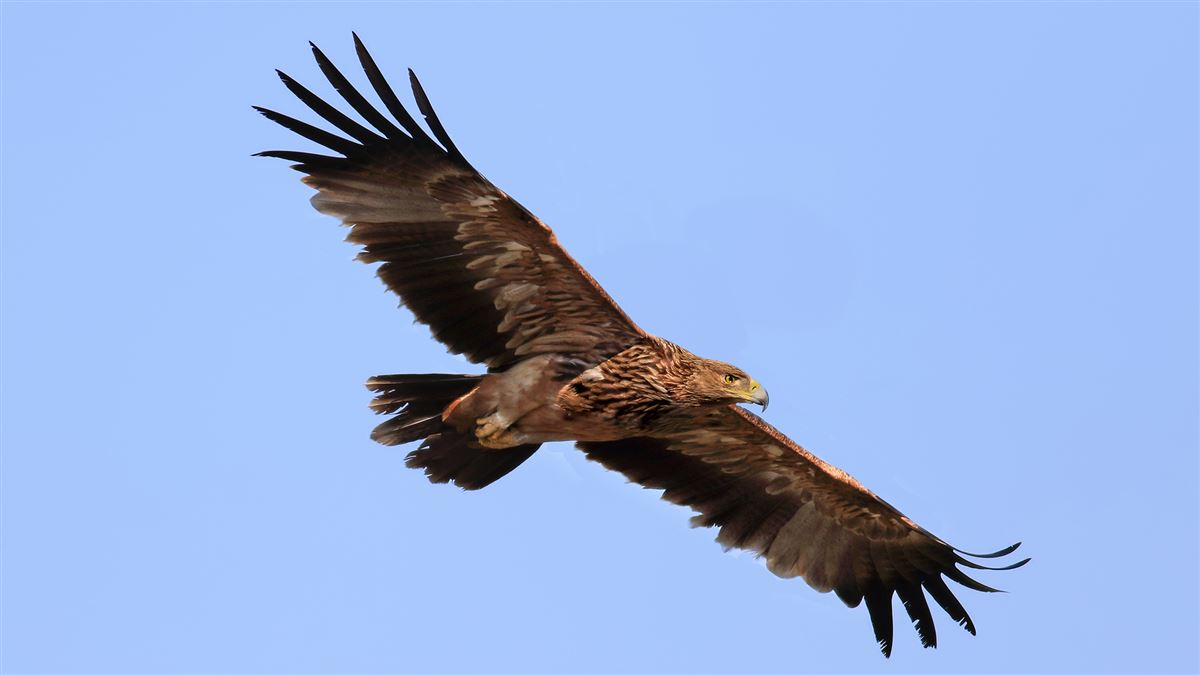 Eastern Imperial Eagle