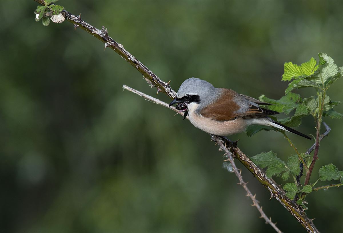 Red-backed Shrike