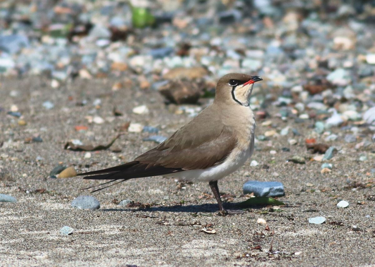 Collared Pratincole